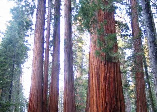Sequoia Chapters